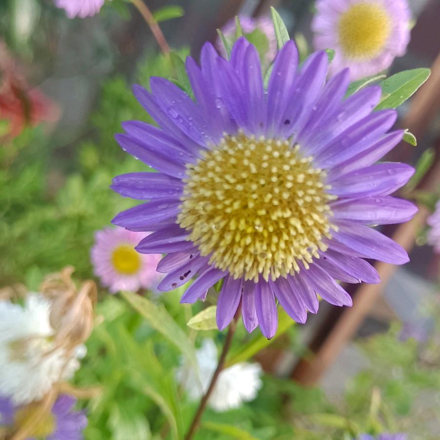 半城花开
