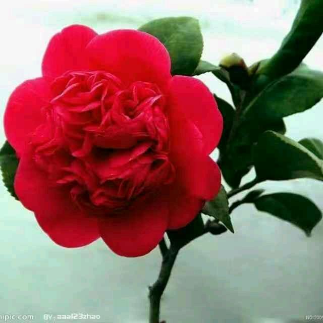 百花齐放