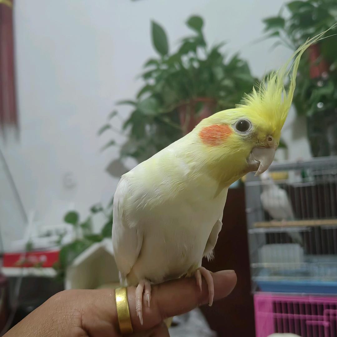 鹦为有你