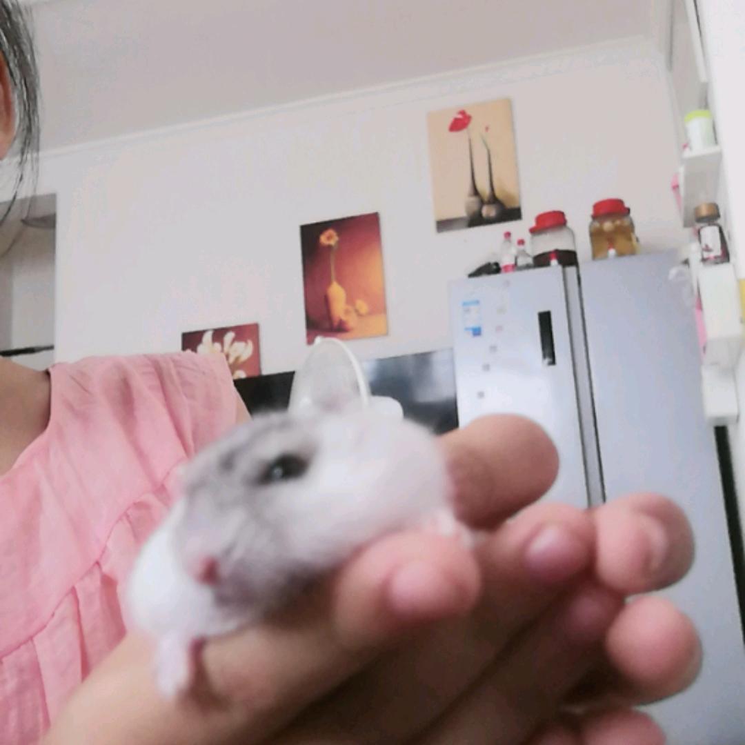 美蛙烤鱼