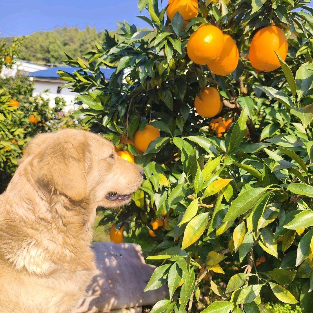 嗯哼果园🍊🍊