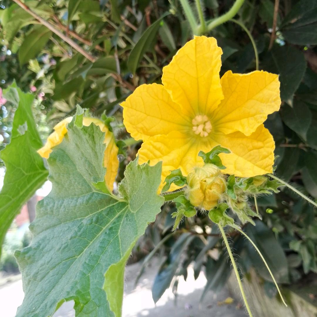 🌼ᕙ(⇀‸↼‶)ᕗ🌼