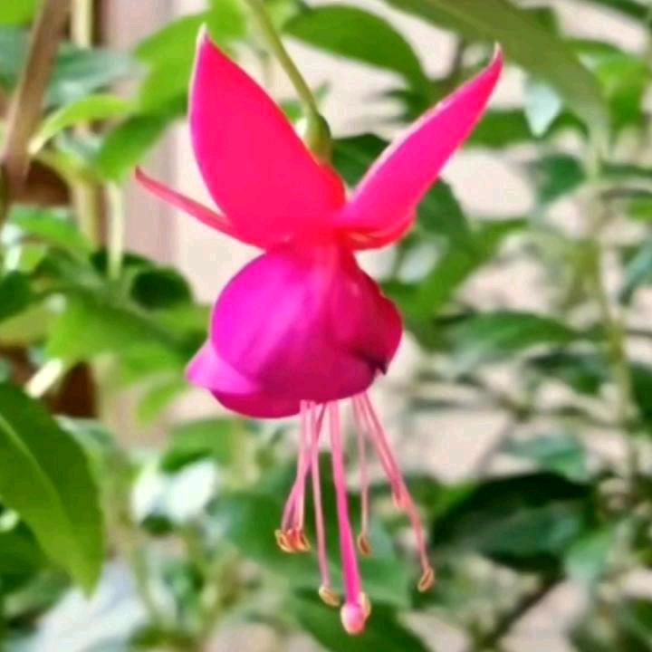 🌸月亮🌸