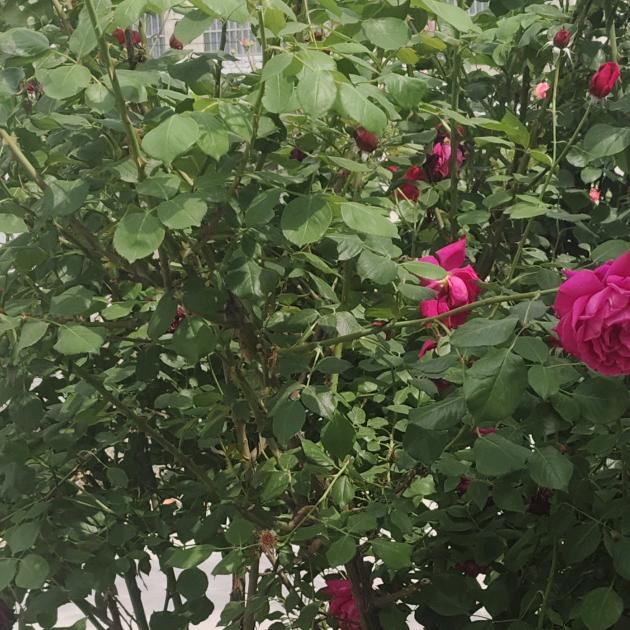 董传丙