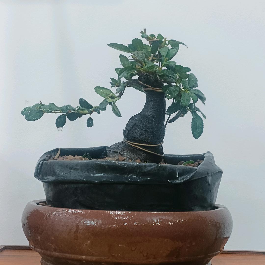 小景园