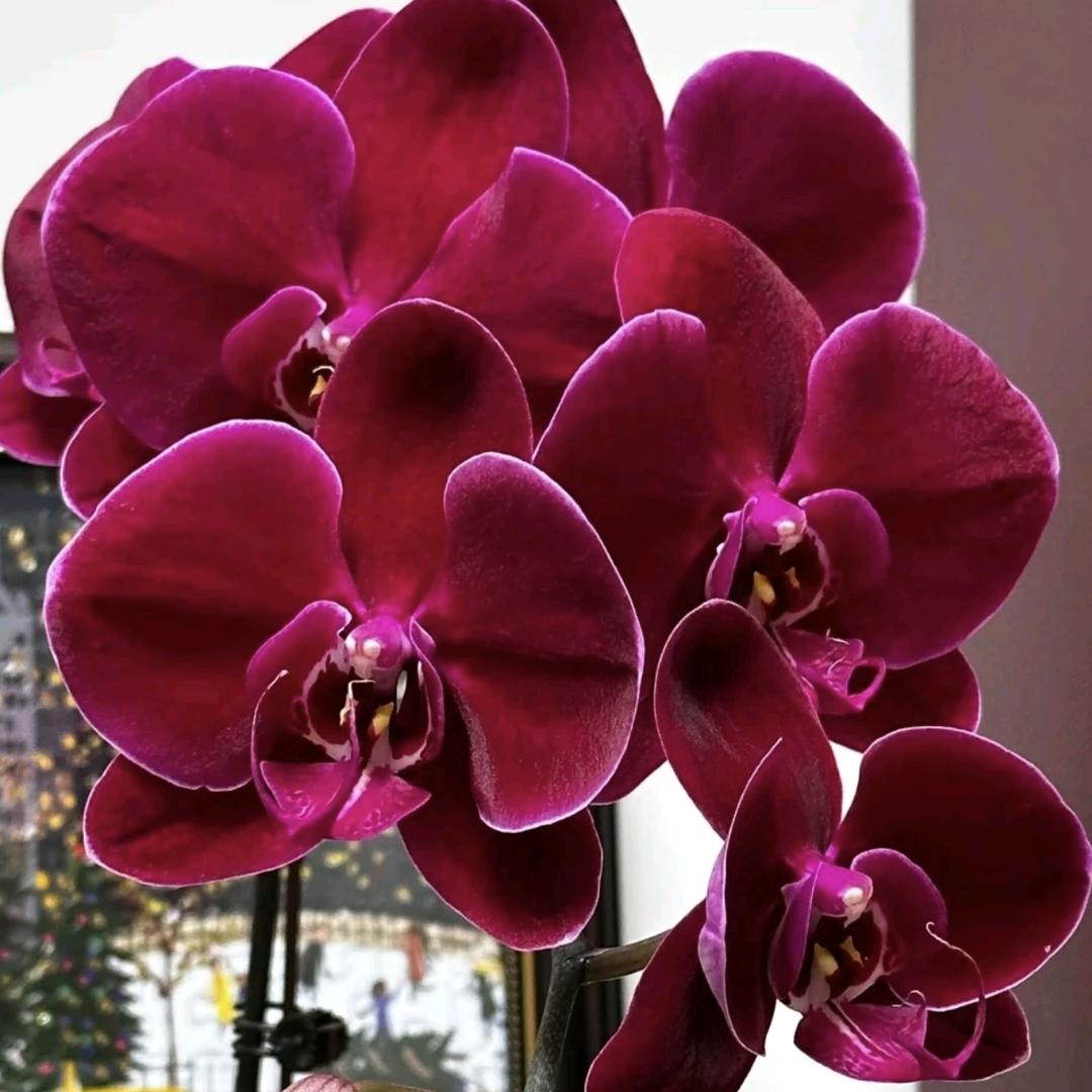 花痴小伙（教家庭养花）