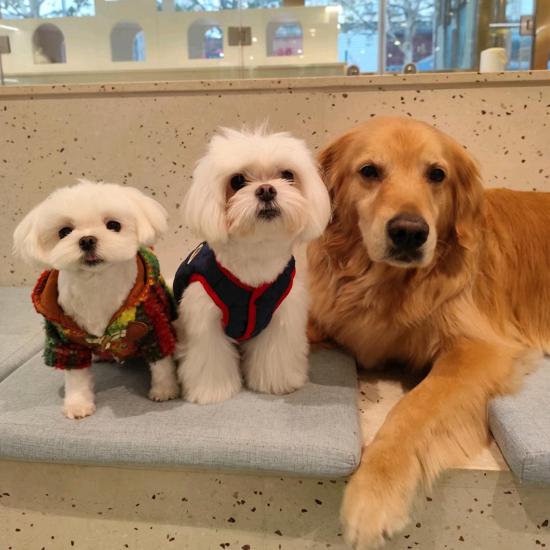 三只小狗的朋友圈