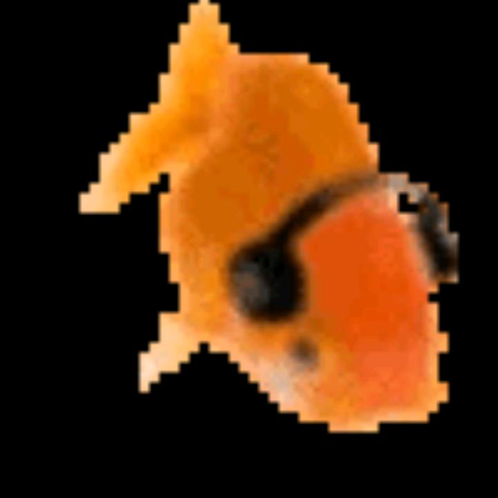 Mayo_offical