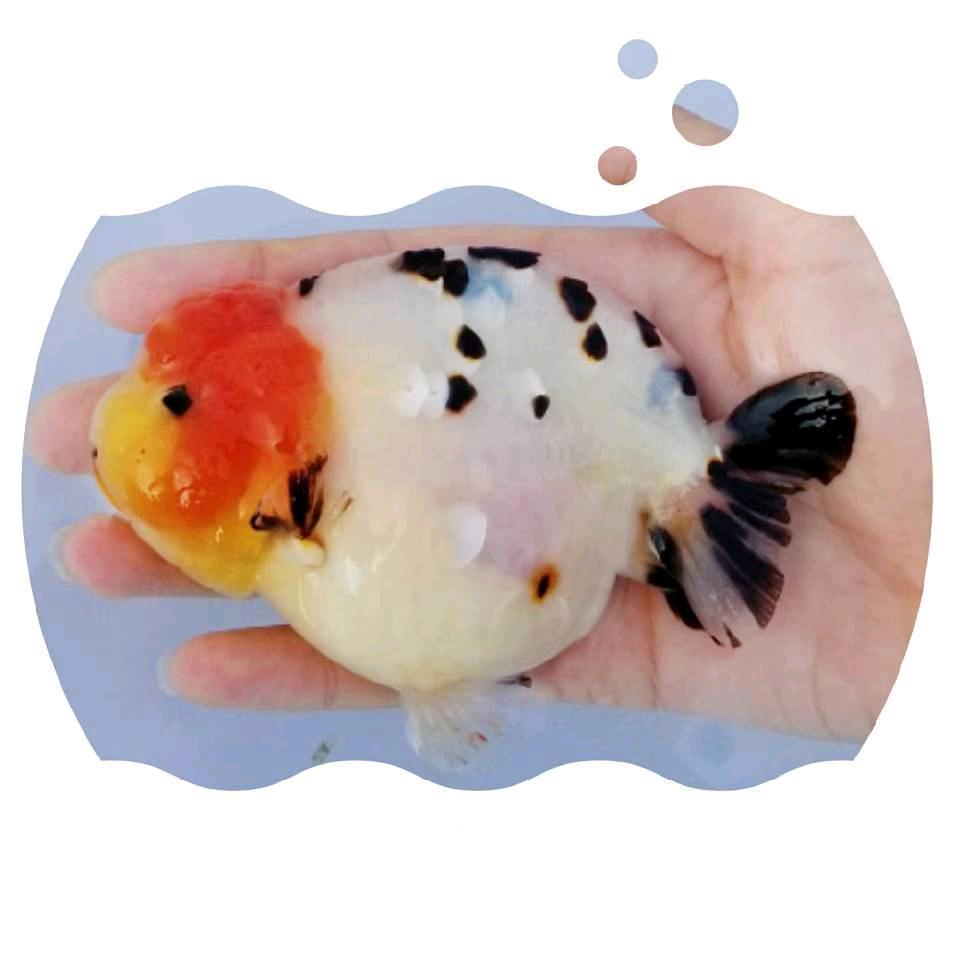 嘟嘟兰寿