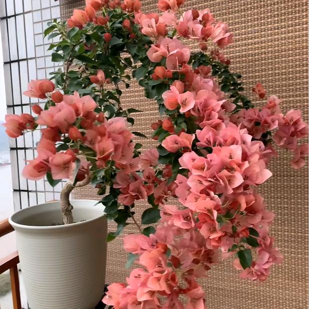 花海园艺