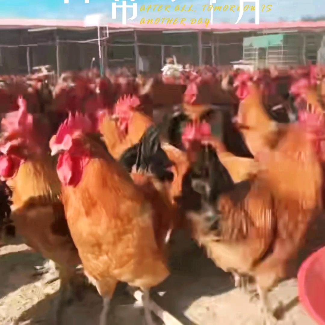 乌鲁木齐散养土鸡批发