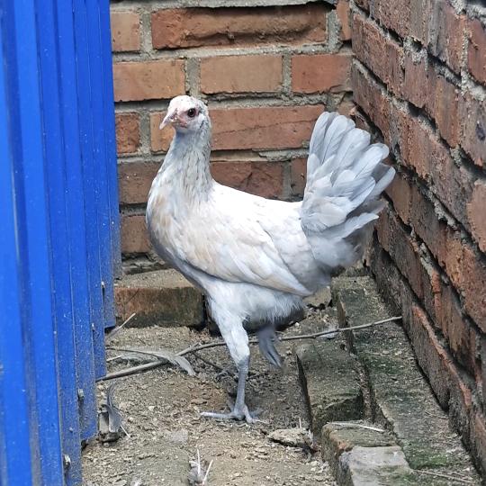 小烤鱼