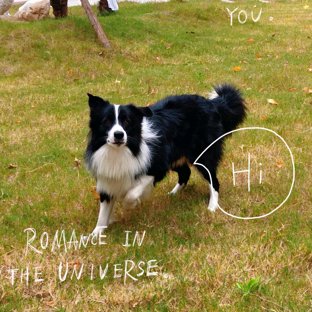 黑白花土豆子～