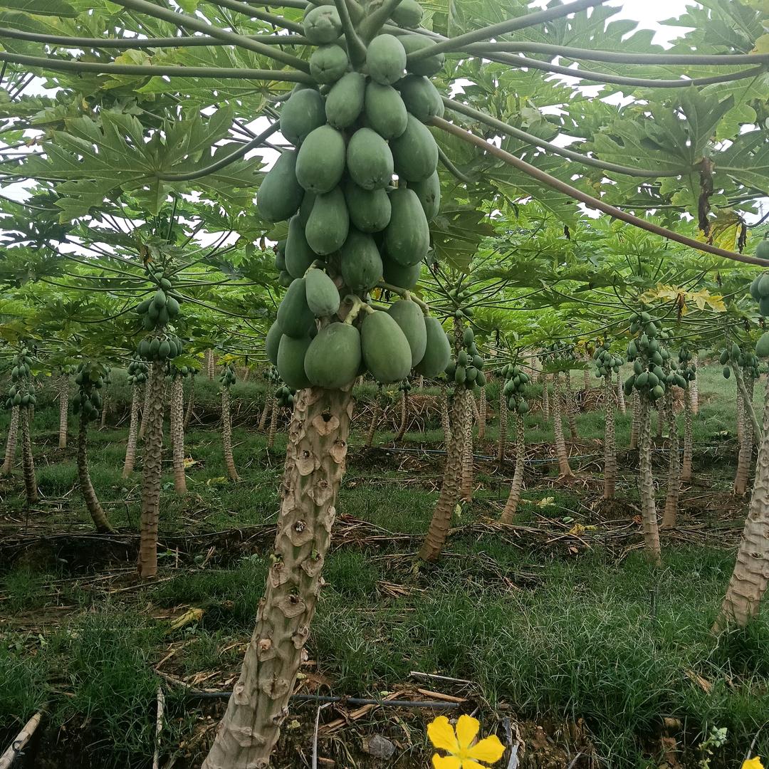 一帆风顺开心每一天