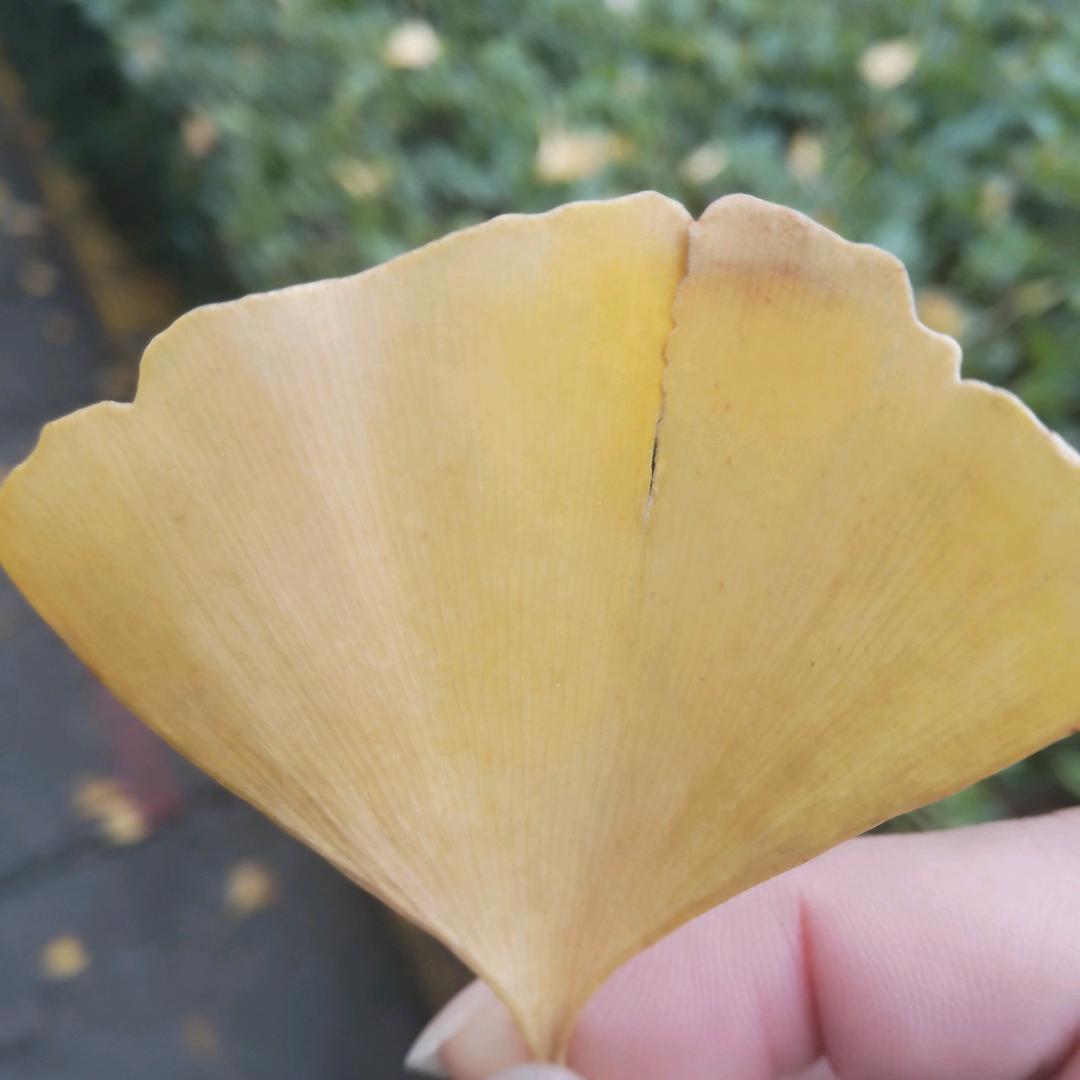 皓月