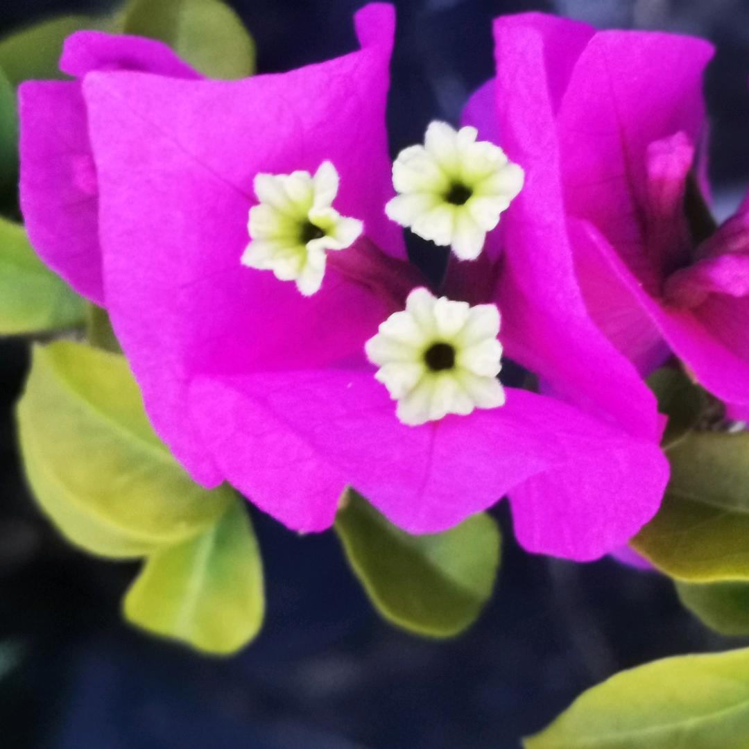 啊Q
