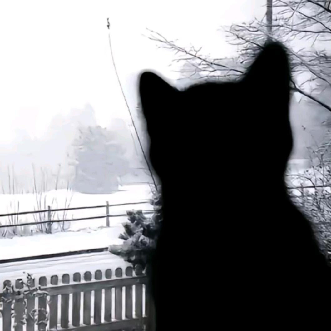伤心的猪大肠