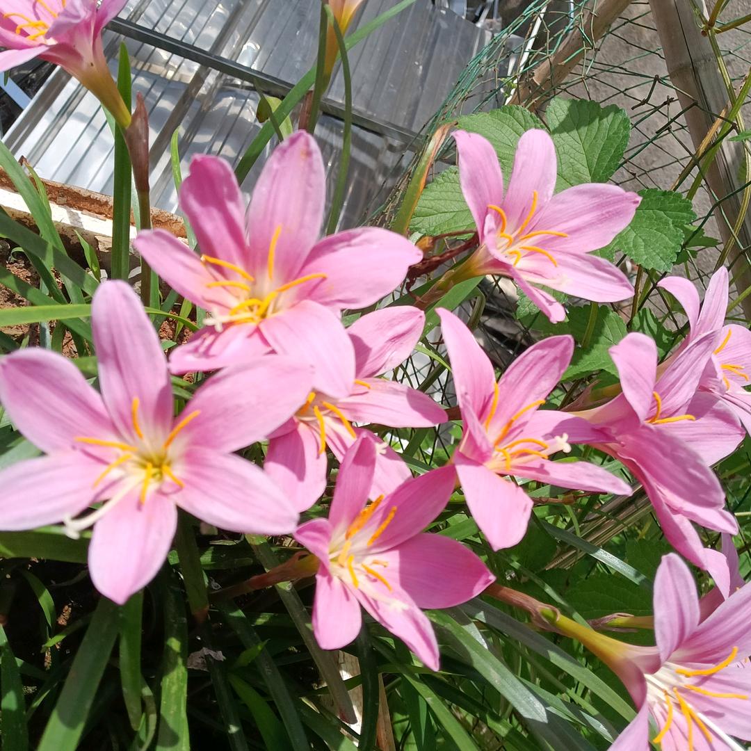 繁花落慕