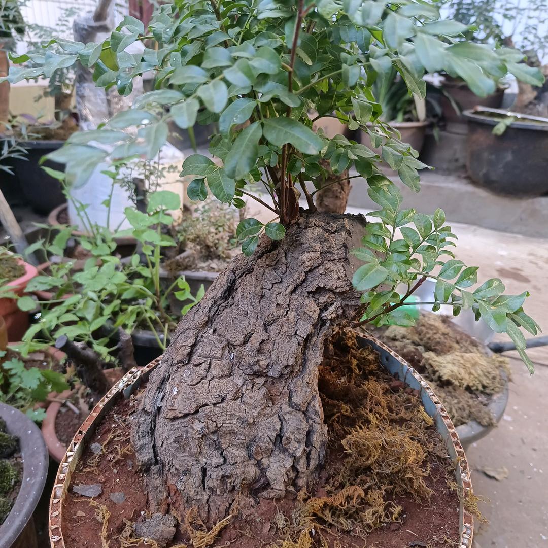 向云端@