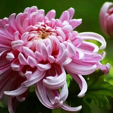 春兰秋菊