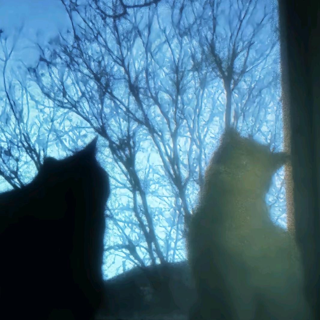 𓈒꙳轻盈研究所の厨房 ୧ ‧₊˚ 💫