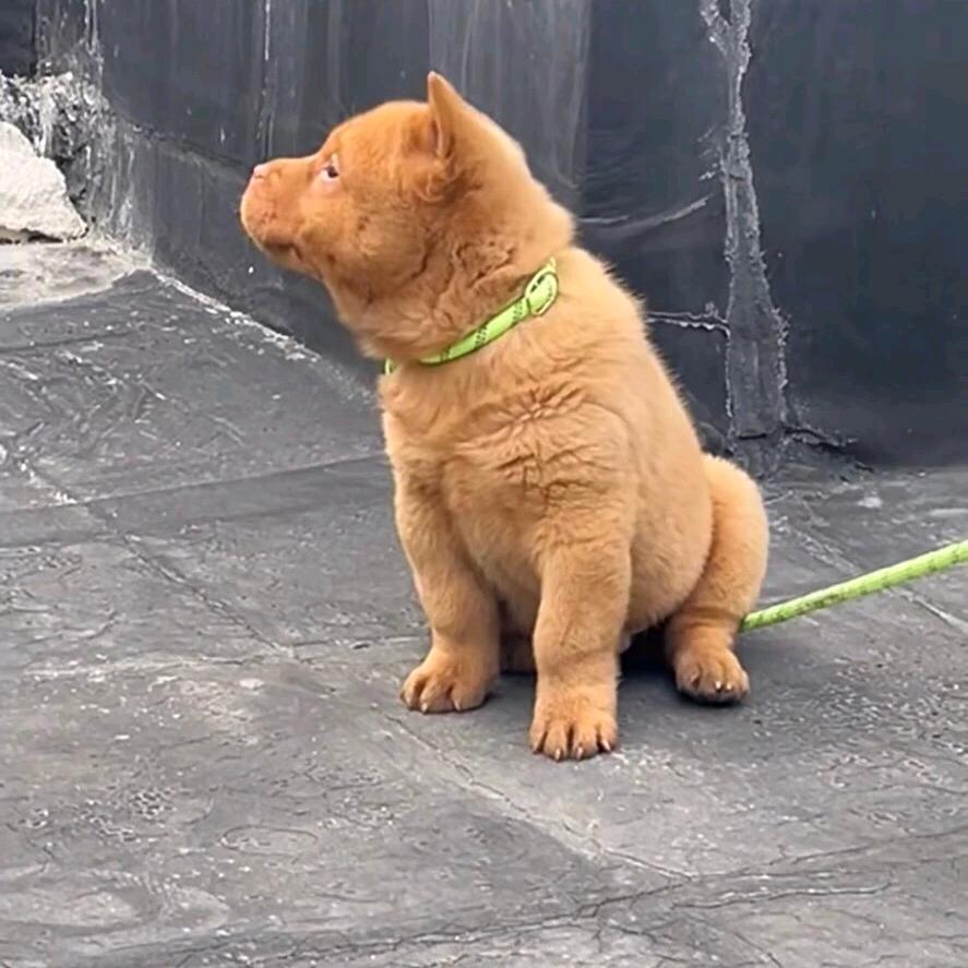 💫 赶໌ᮨ路🚬人🍶土猎俱乐部