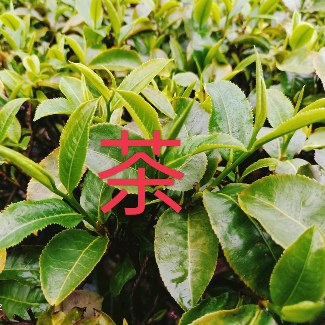 小陈(🎄🎄树叶)的搬运工🍂