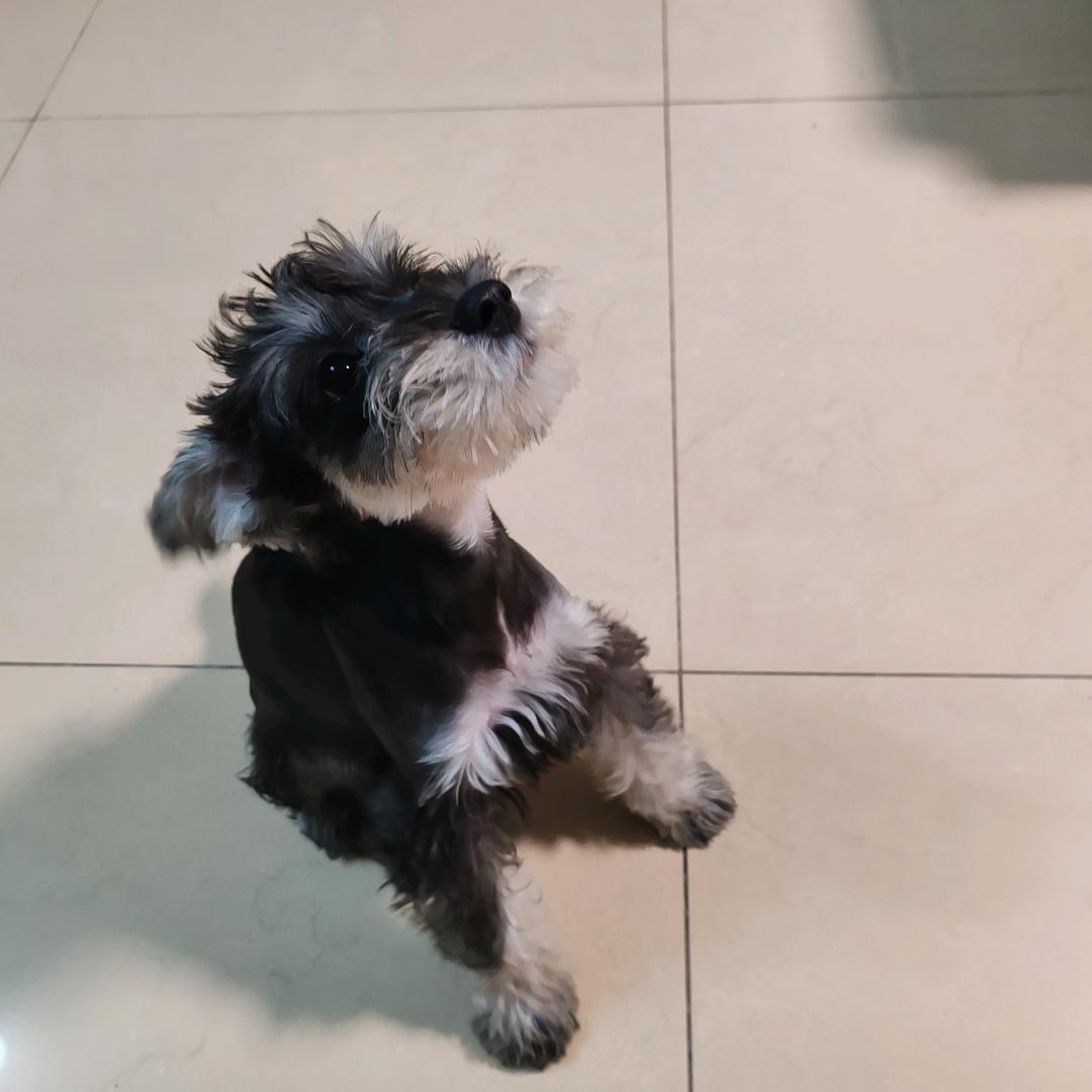 汤圆