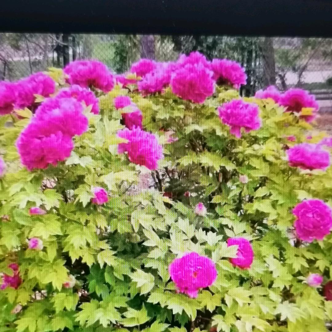 开心
