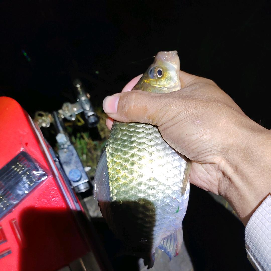 ღ᭄ꫛ胡꧔ꦿ᭄࿐🎣