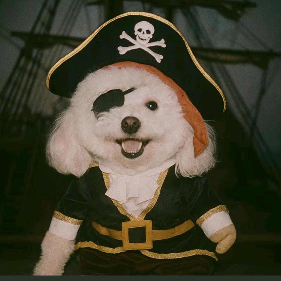 家有哈崽🐶