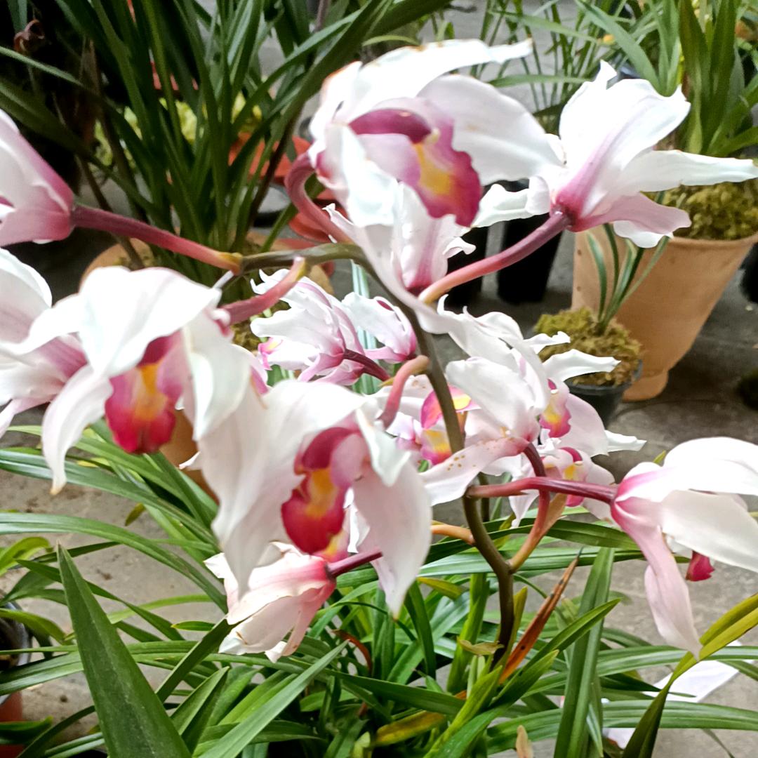 小念花卉
