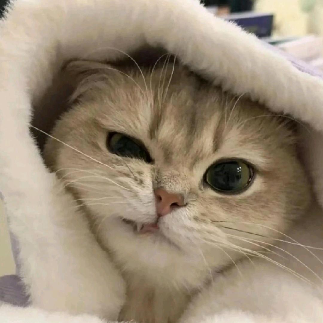 旺仔酸奶猫