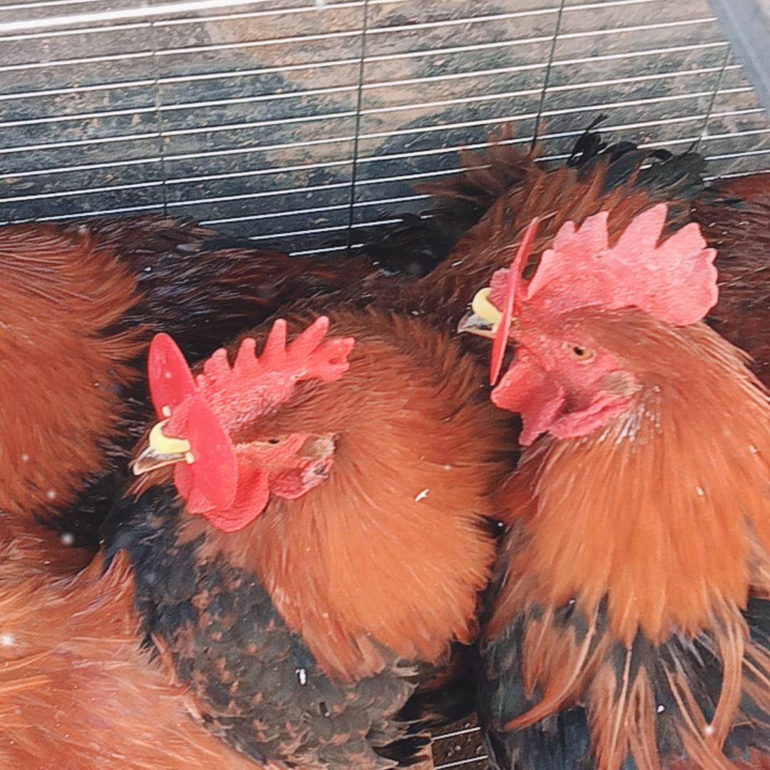 草帽哥☞鲅鱼圈溜达鸡☜