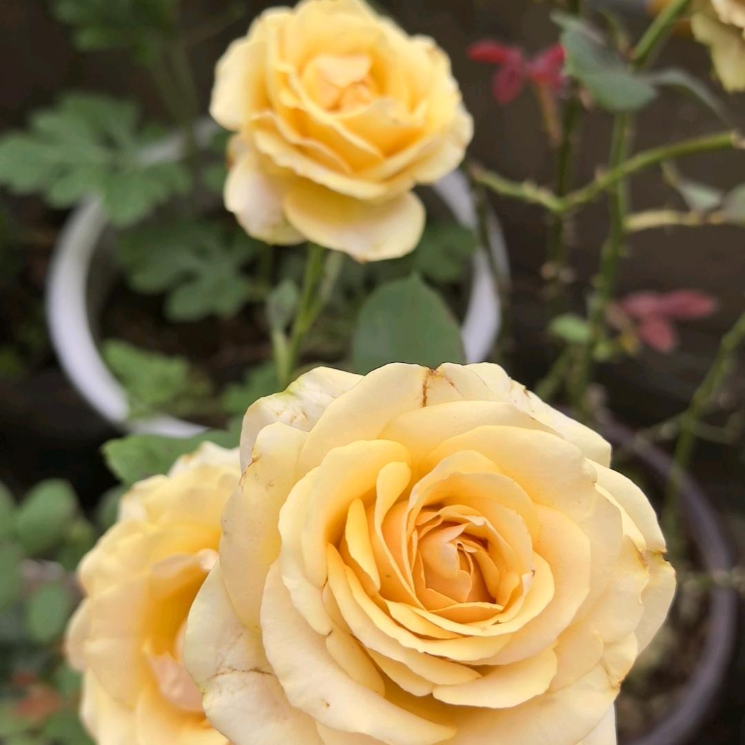 🕊꧔ꦿ᭄💞累了，没人心疼💞꧔ꦿ᭄