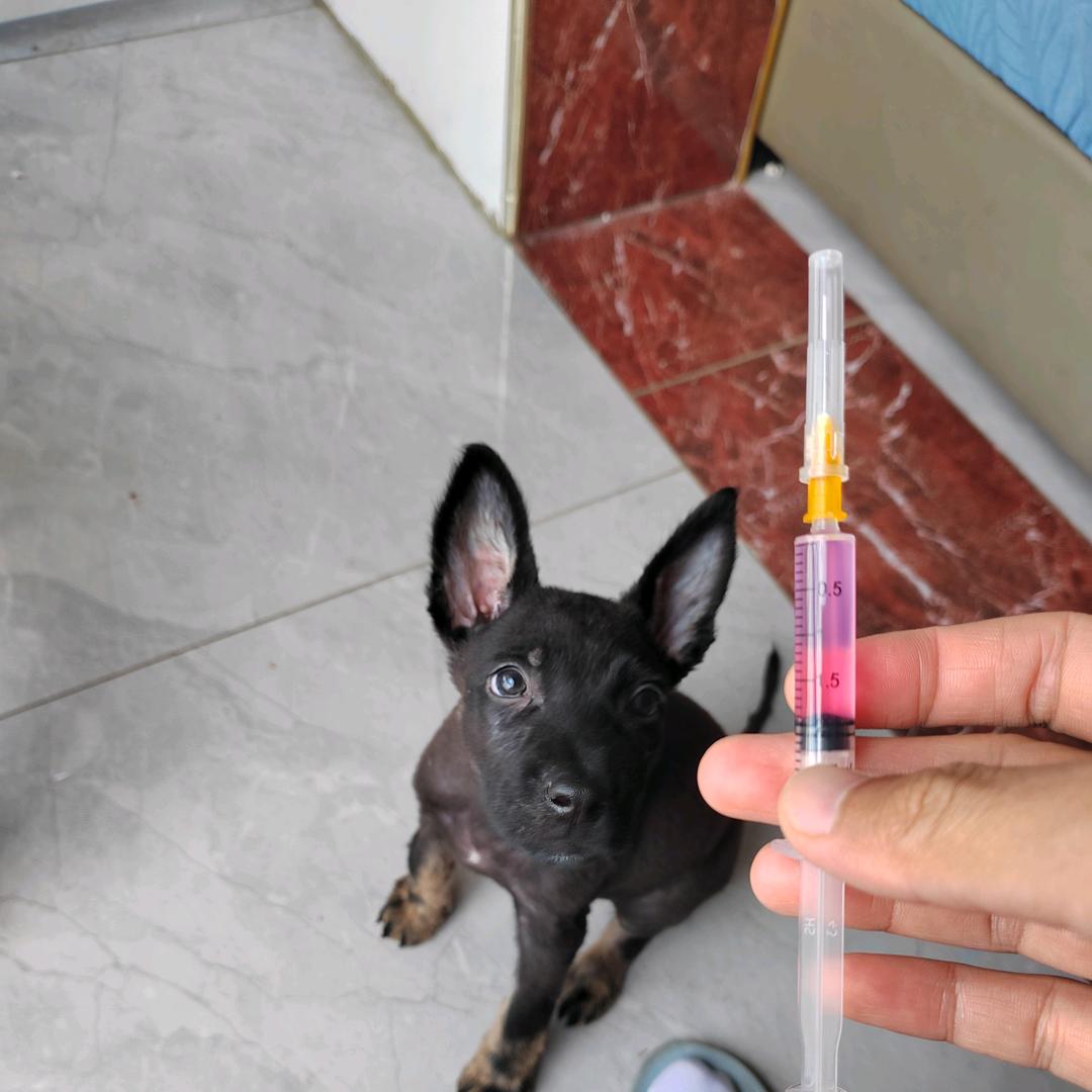 “小黑”是条太极