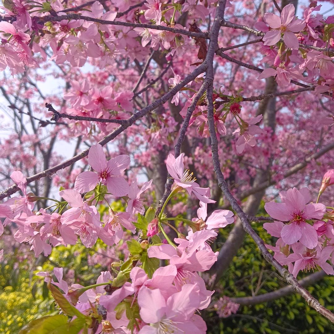 苏苏设计师款买手店