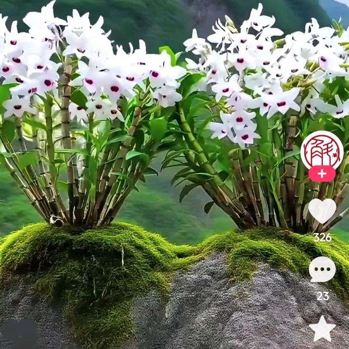 👍凤庆。。白腊。村。小罗👏