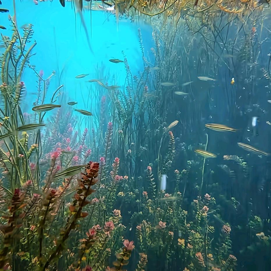 小黑撒网，户外运动