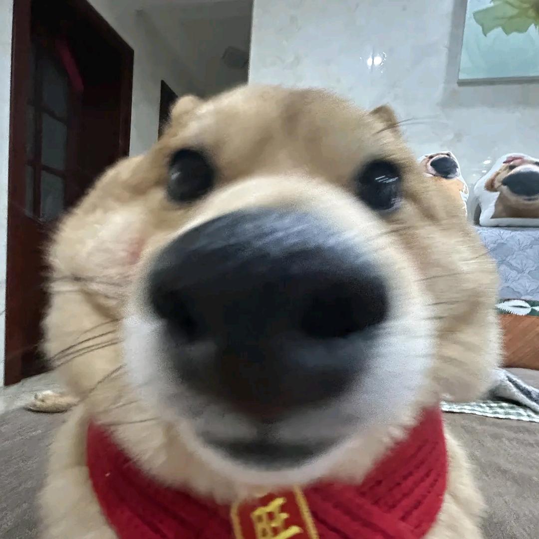 echo