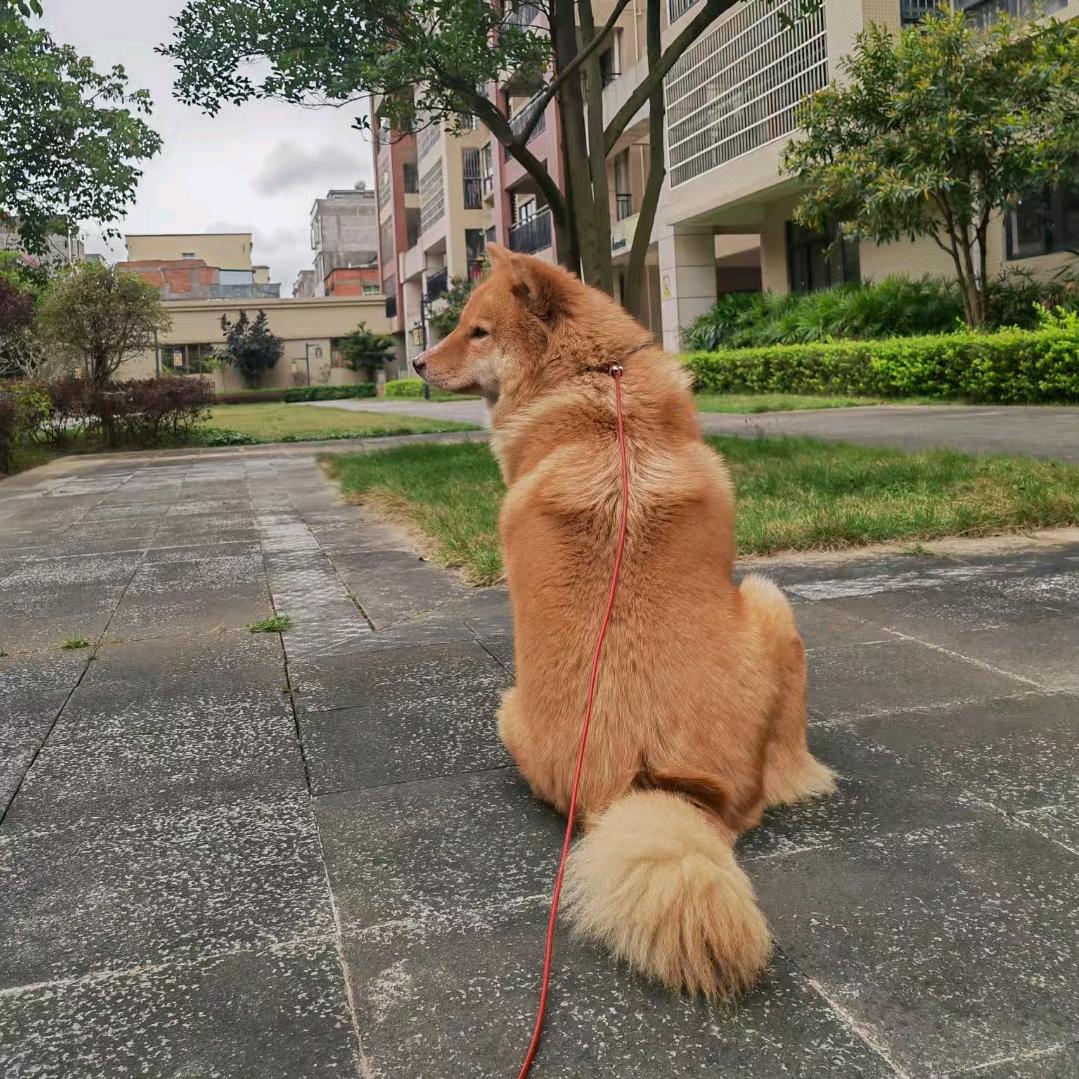 我家狗会后空翻