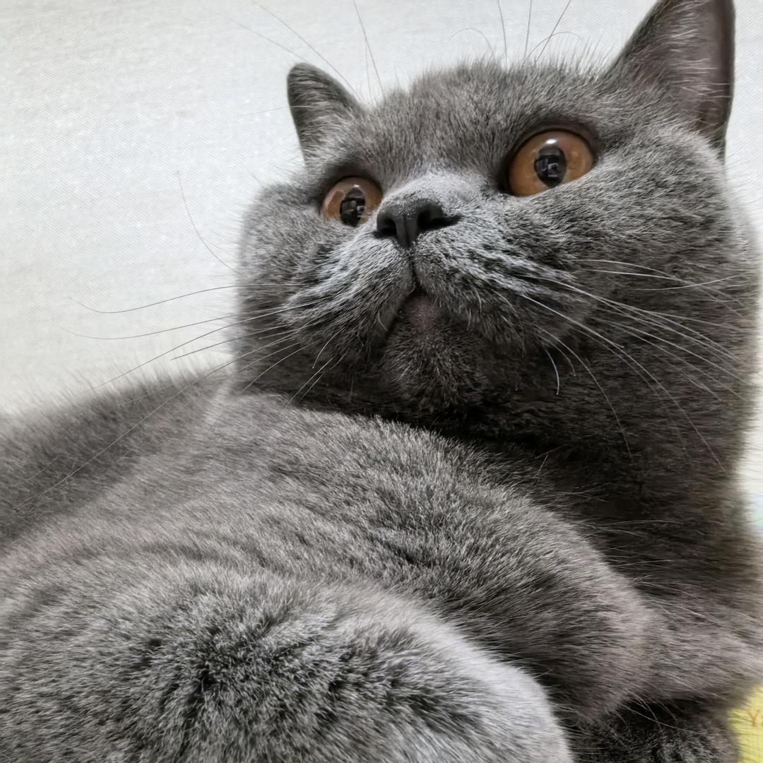 猫孩子