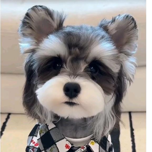 熊老板家雪纳瑞2️⃣