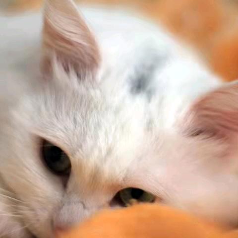 浅墨的喵叫老白