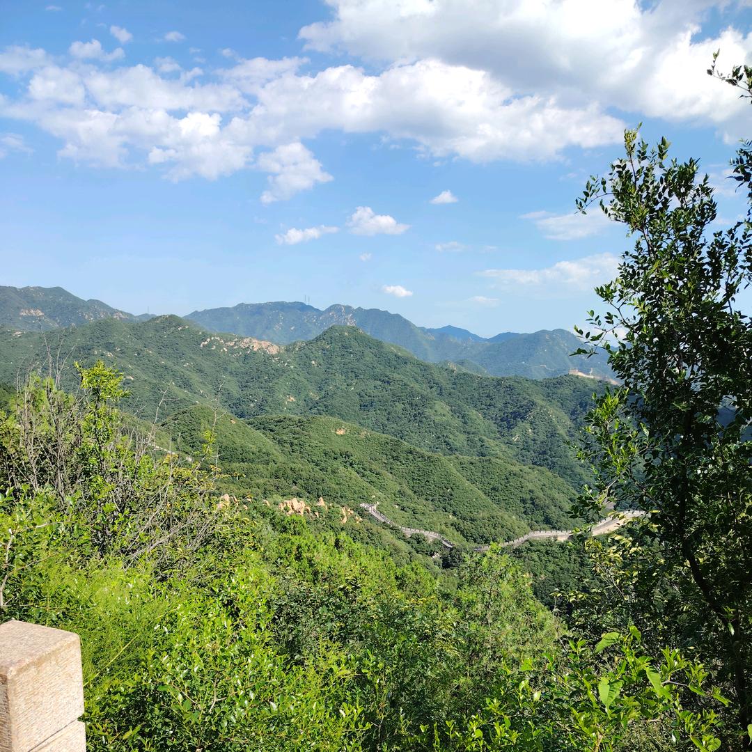 一颗小树