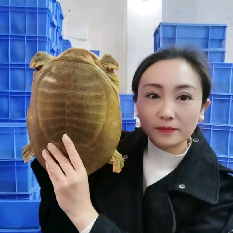 芬芬生态甲鱼甄选