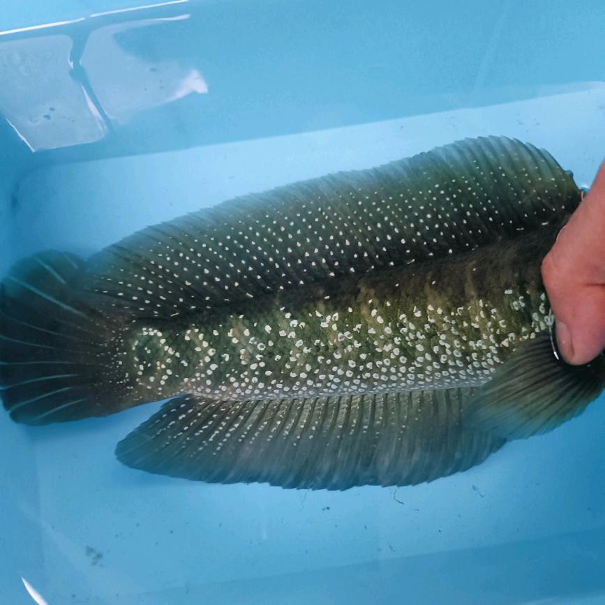 瓮安县刘小先观赏鱼水族店