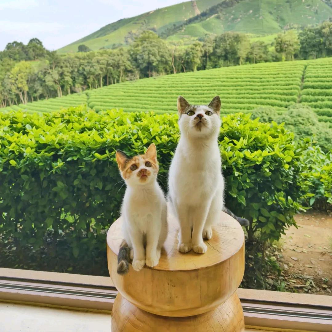 你有猫饼吗🧇•ᴥ•🧇