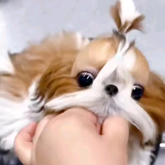 大C长毛超级可爱萌犬