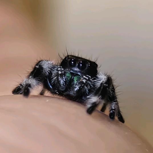 爬宠小怪物